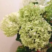 ピノの画像