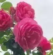 roseの画像