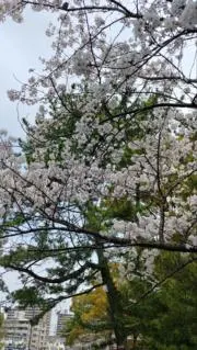 さくら