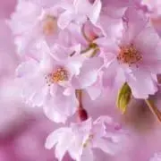 HARUの画像