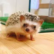 りんの画像