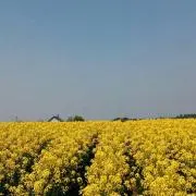 菜の花