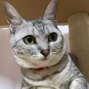 もっちゃんの執事（プロフ読んで下さい）の画像