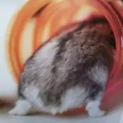 ぴけの画像
