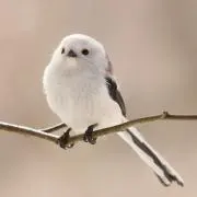 ぴよりの画像