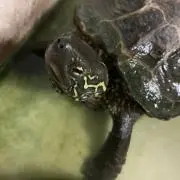 かめっちの画像