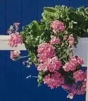土日祝発送お休み・かのこ☆の画像