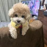 あく