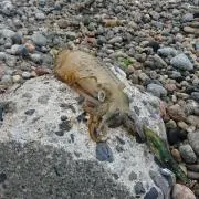 鱒の寿司