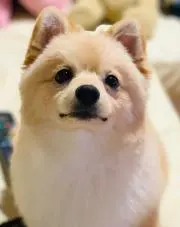 NAO海