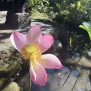 メアリーの画像