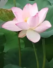 1日〜3日お休み HA-SUの画像