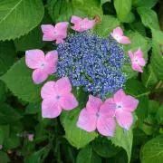 Image of ☆若葉 ☆