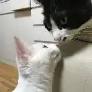 なつの画像