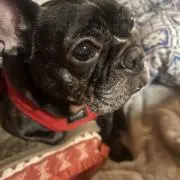 大谷 翔平【一点物】だるま - メルカリ