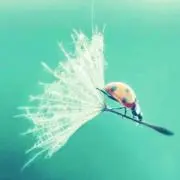 竹の画像