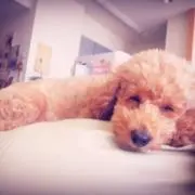 macocomaの画像