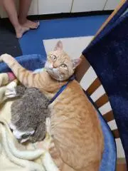 モンモン♪