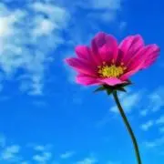 ミレ