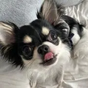 かりんの画像