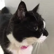 リボンチャムの画像