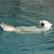 しろくまの画像