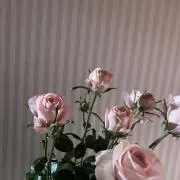 としの画像