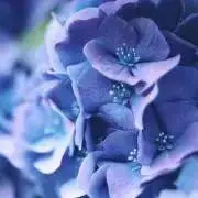Kの画像
