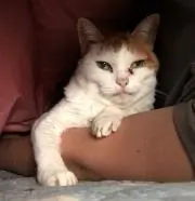 バンデラーの画像