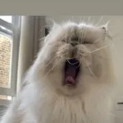 トラの画像