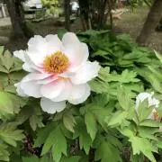 きんぎょの画像