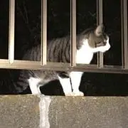 シヴァ