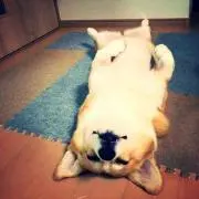 アルの画像