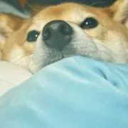 らとぷの画像