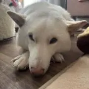 サムの画像