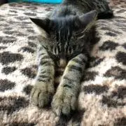 全米が泣いた