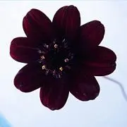 AAAntholoGYYの画像
