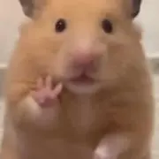 はちこたの画像