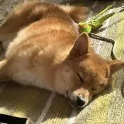 kakipeeの画像