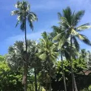 はるの画像