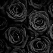 BlackRose★PF必読★の画像