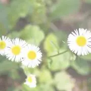 ichico＊