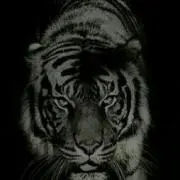 タイガー