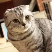 ねこにゃー