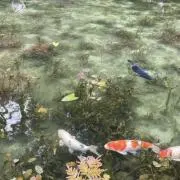 カイの画像