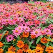 Colorfulプロフィールお読み下さいの画像