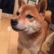 りん