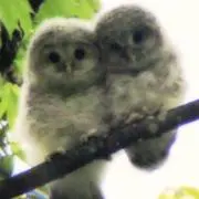 さち
