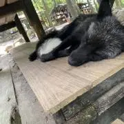 Ayaの画像