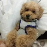 もーの画像
